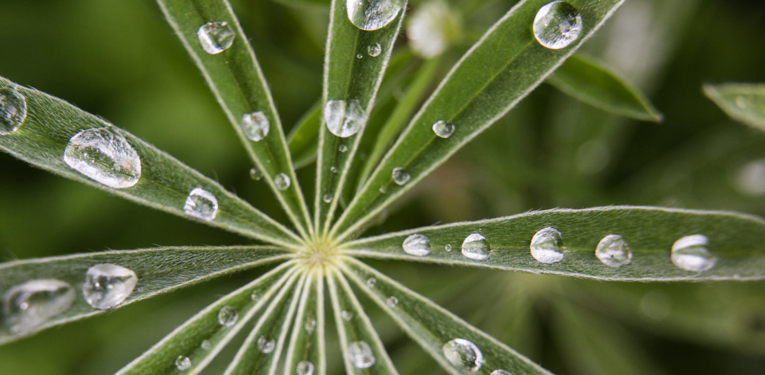raindrops on a plant