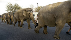 Elephant Parade 005