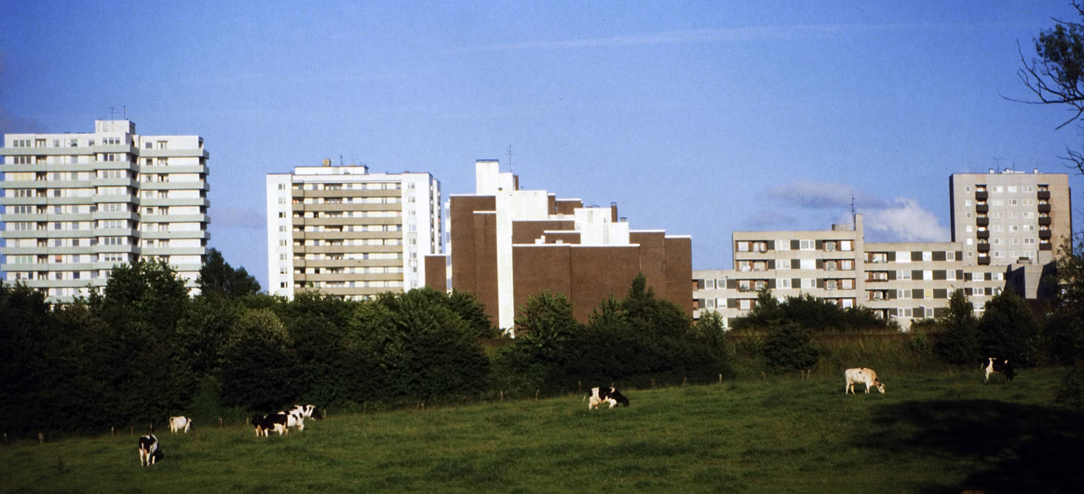 Multi-tenant living, with grazing cows