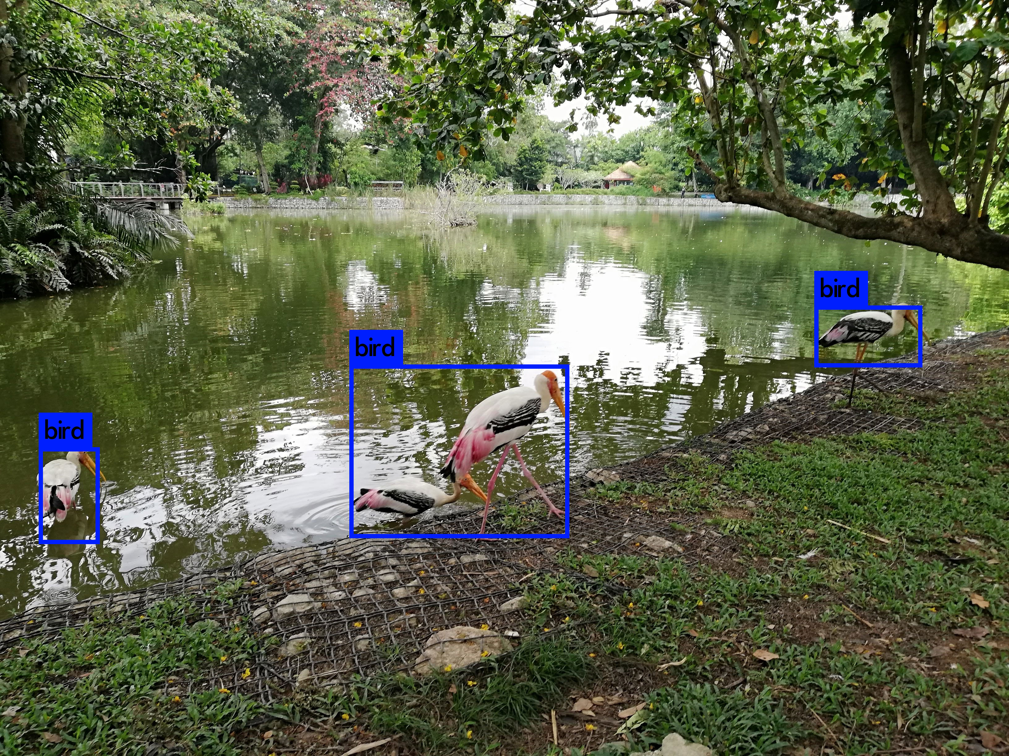 detecting birds at the zoo