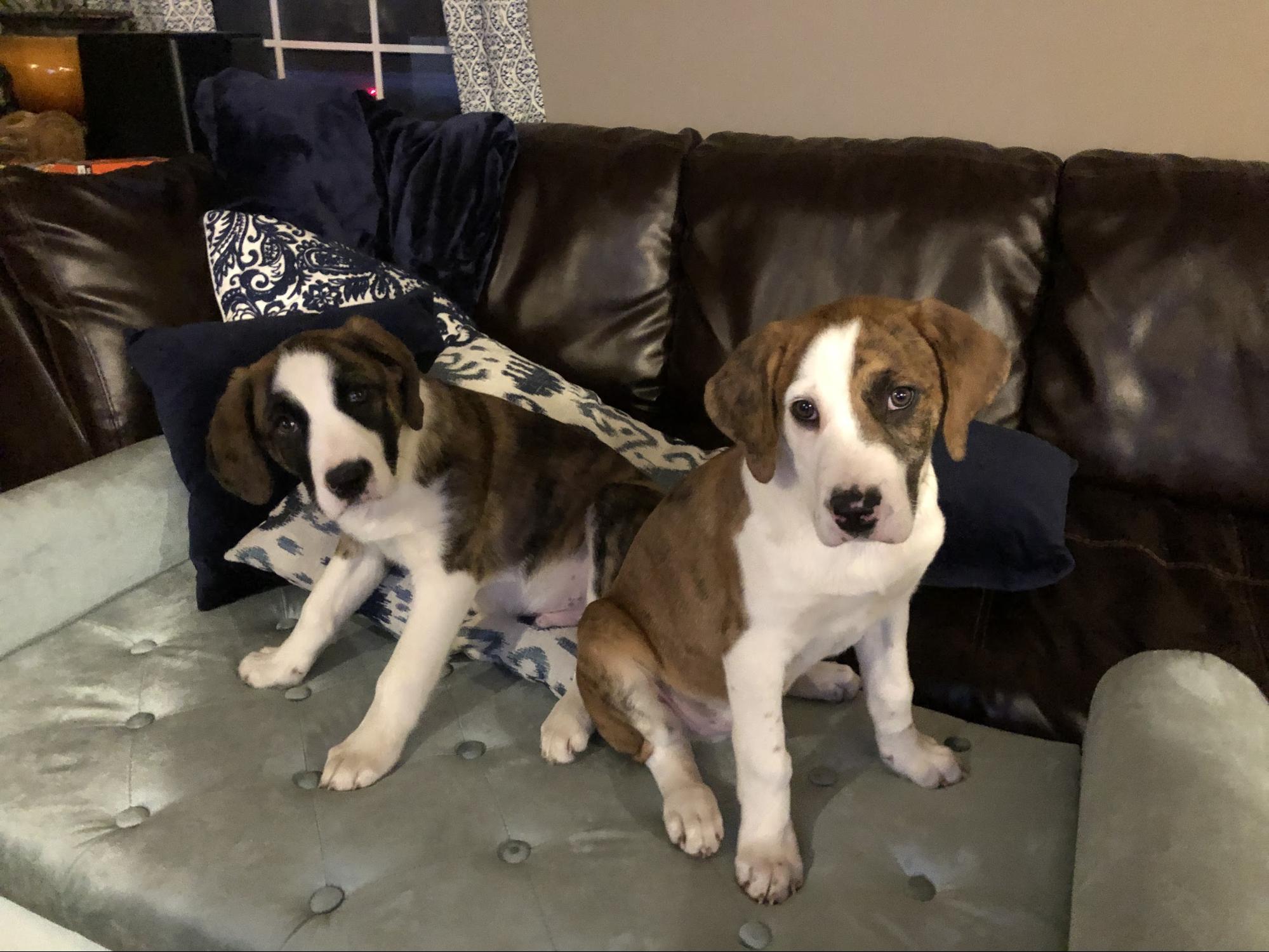 two puppies sitting on a couch