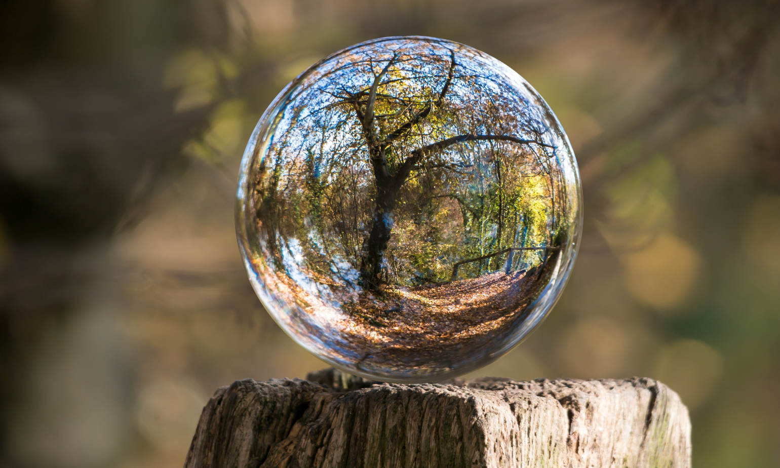 forest view through glass ball on wood stump