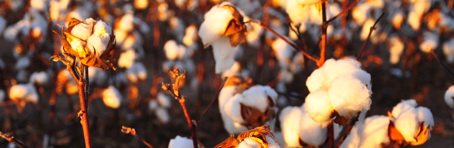 Cotton