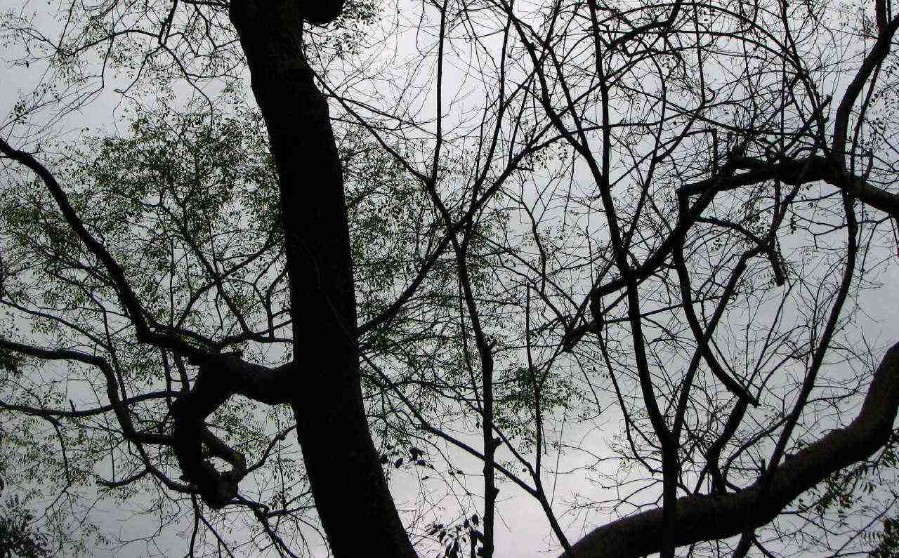 Weird Tree Art (Neural Network)