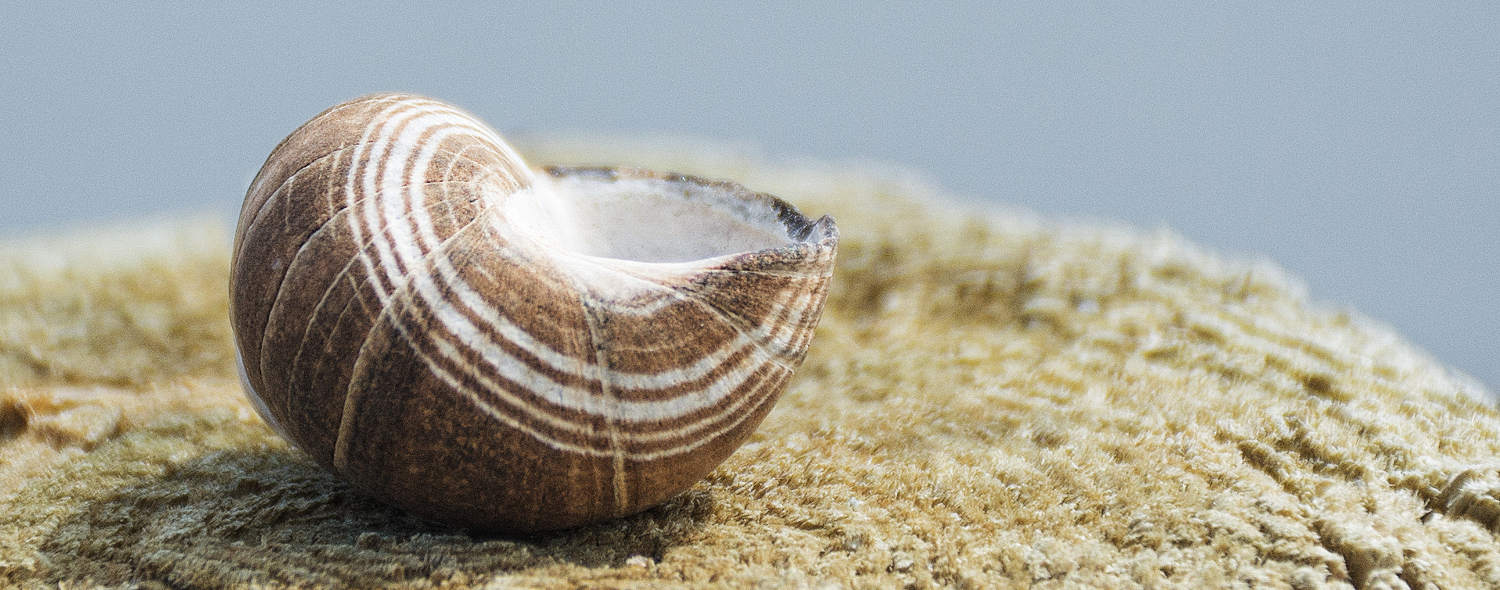 a shell