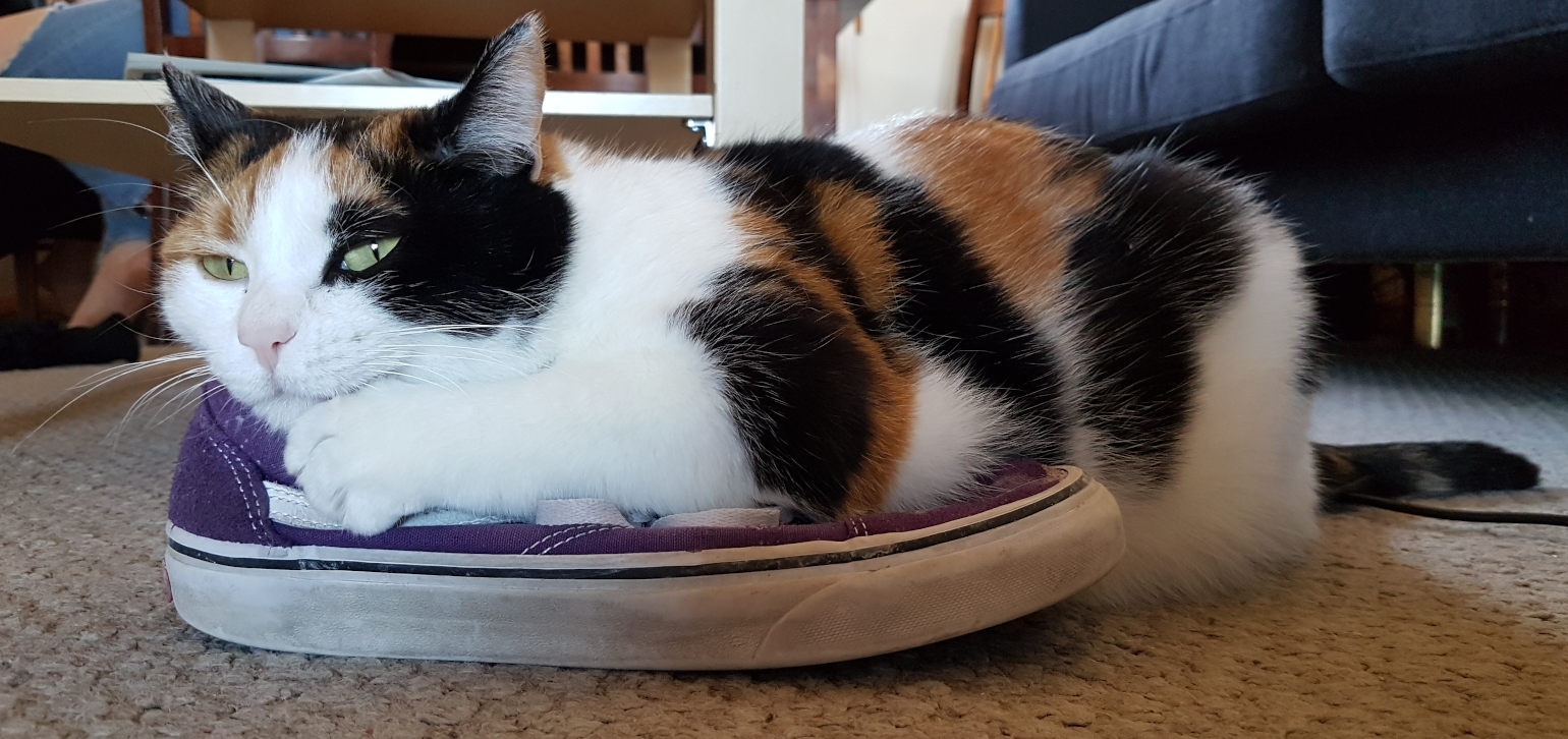 Cute calico cat perched securely upon a trepidatious shoe