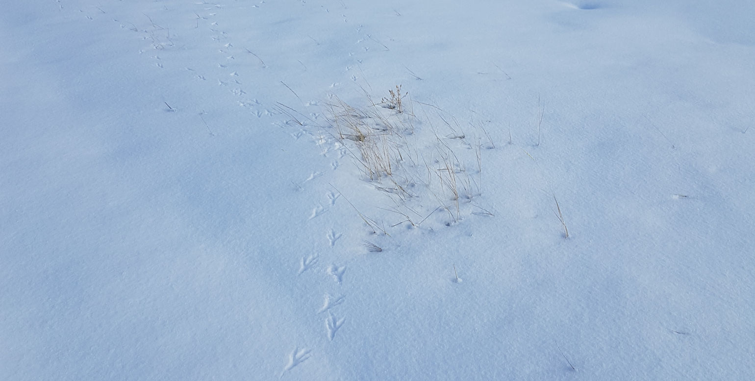 bird footprints in snow