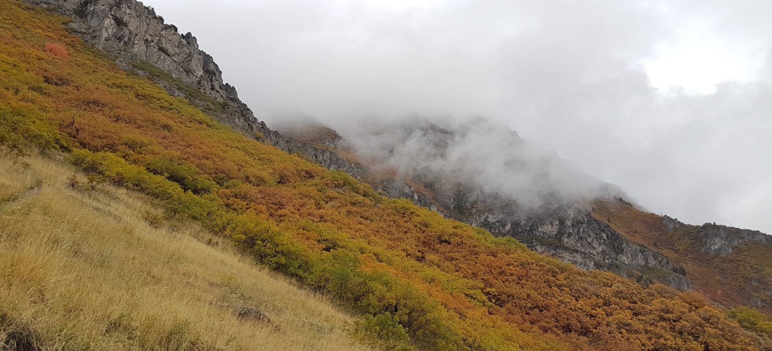 foggy autumn mountain view