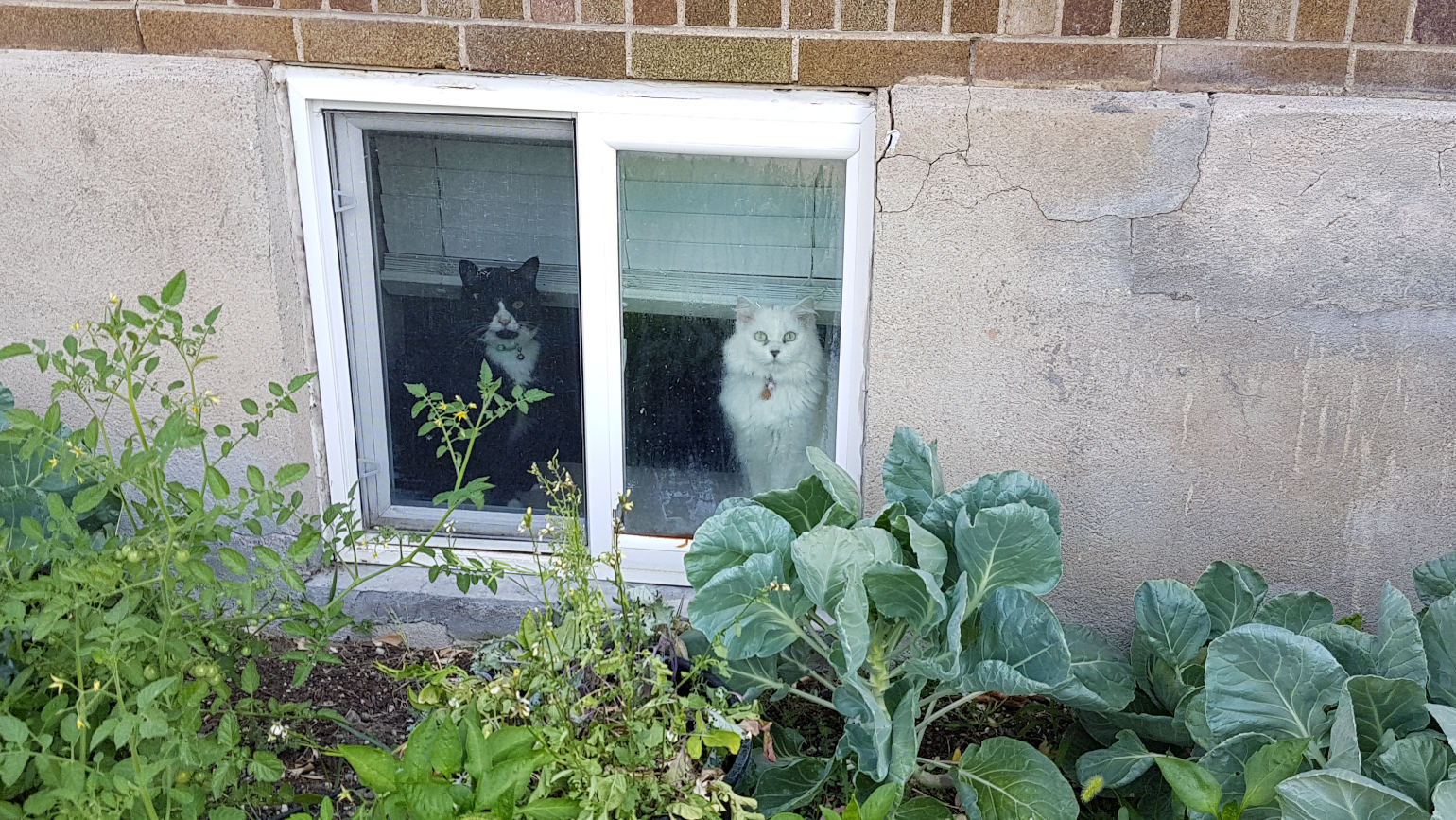 Photo of a small garden in front of a house basement window with two cats looking out