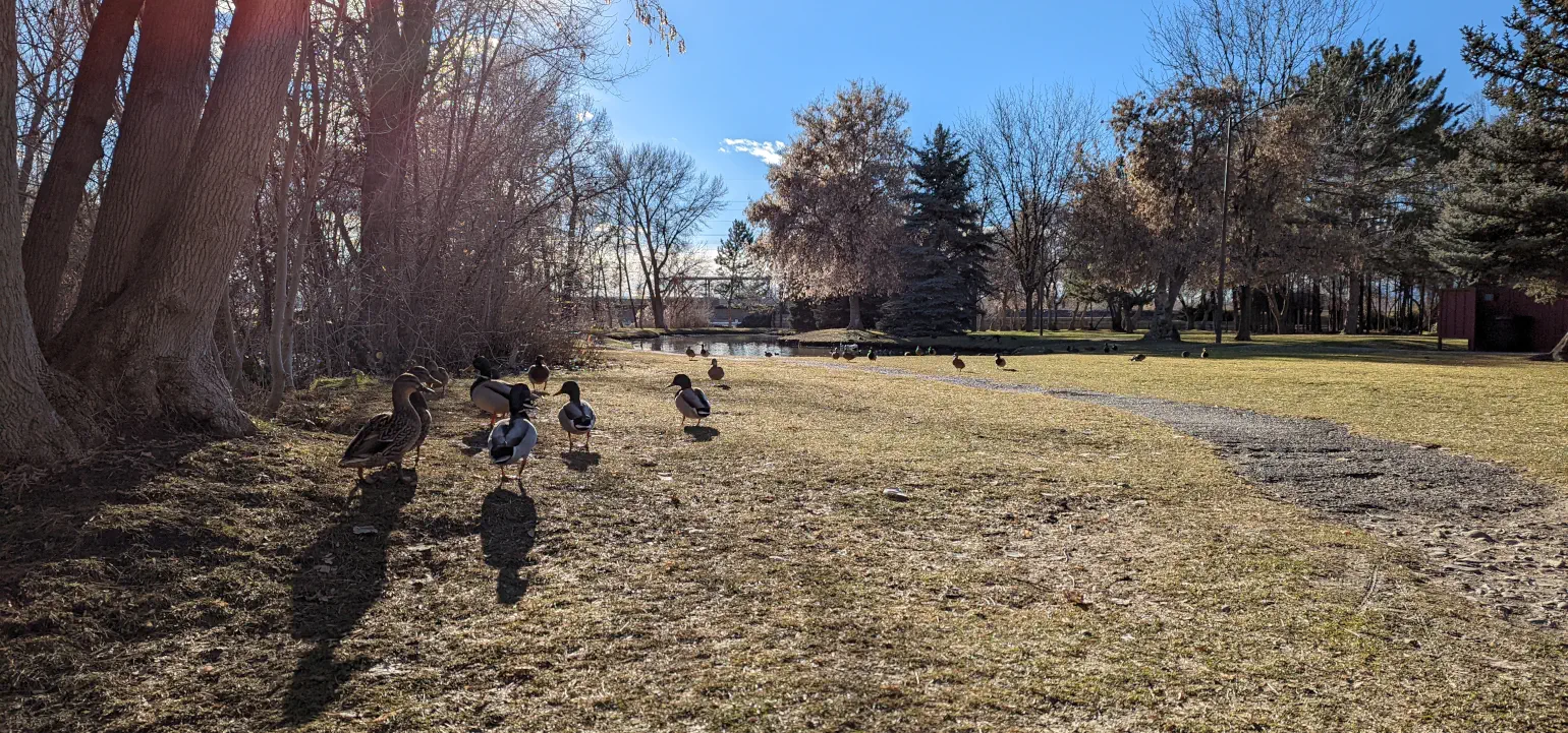 Ducks walking on grass in a park