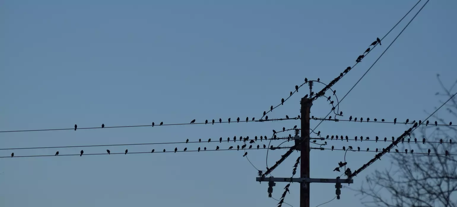 Groups of birds on a telephone pole