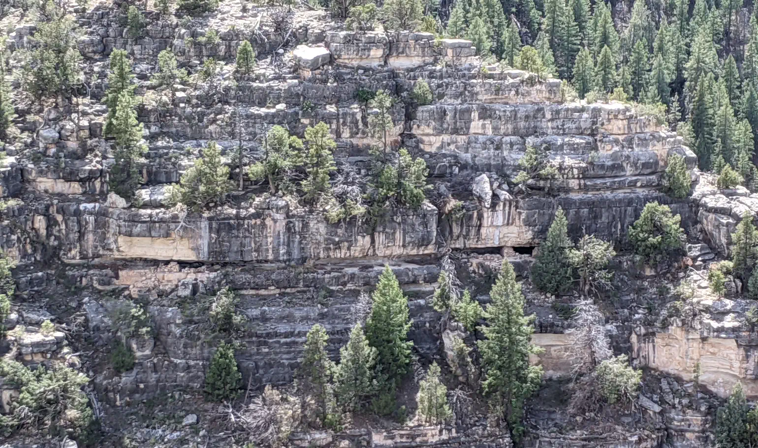 Rock hillside with trees