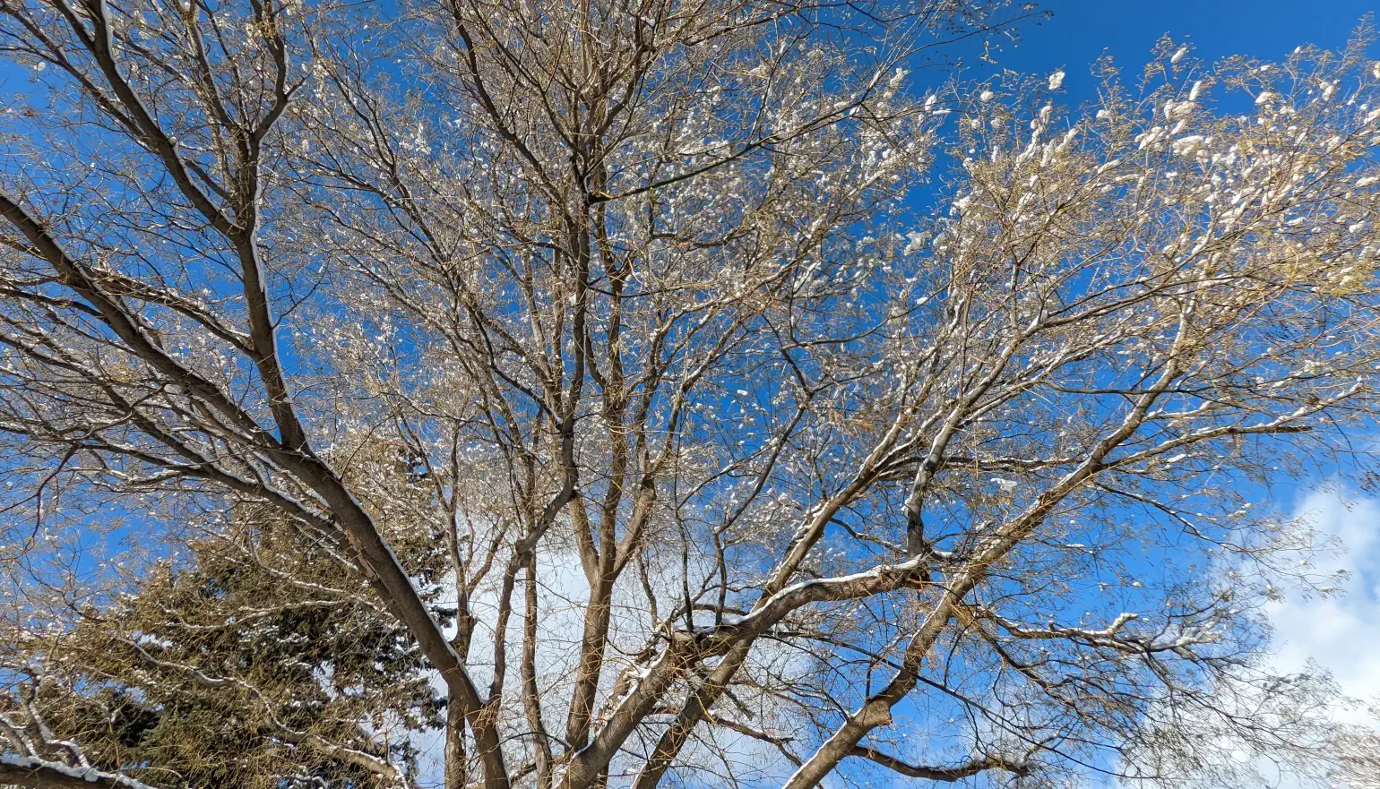 Trees covered with a small amount of snow against a blue sky and some white puffy clouds