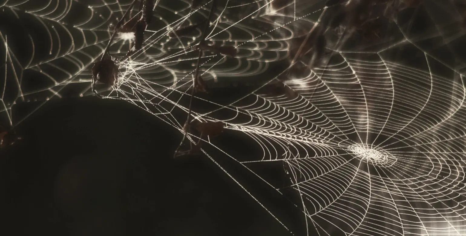 Spider webs and spiders