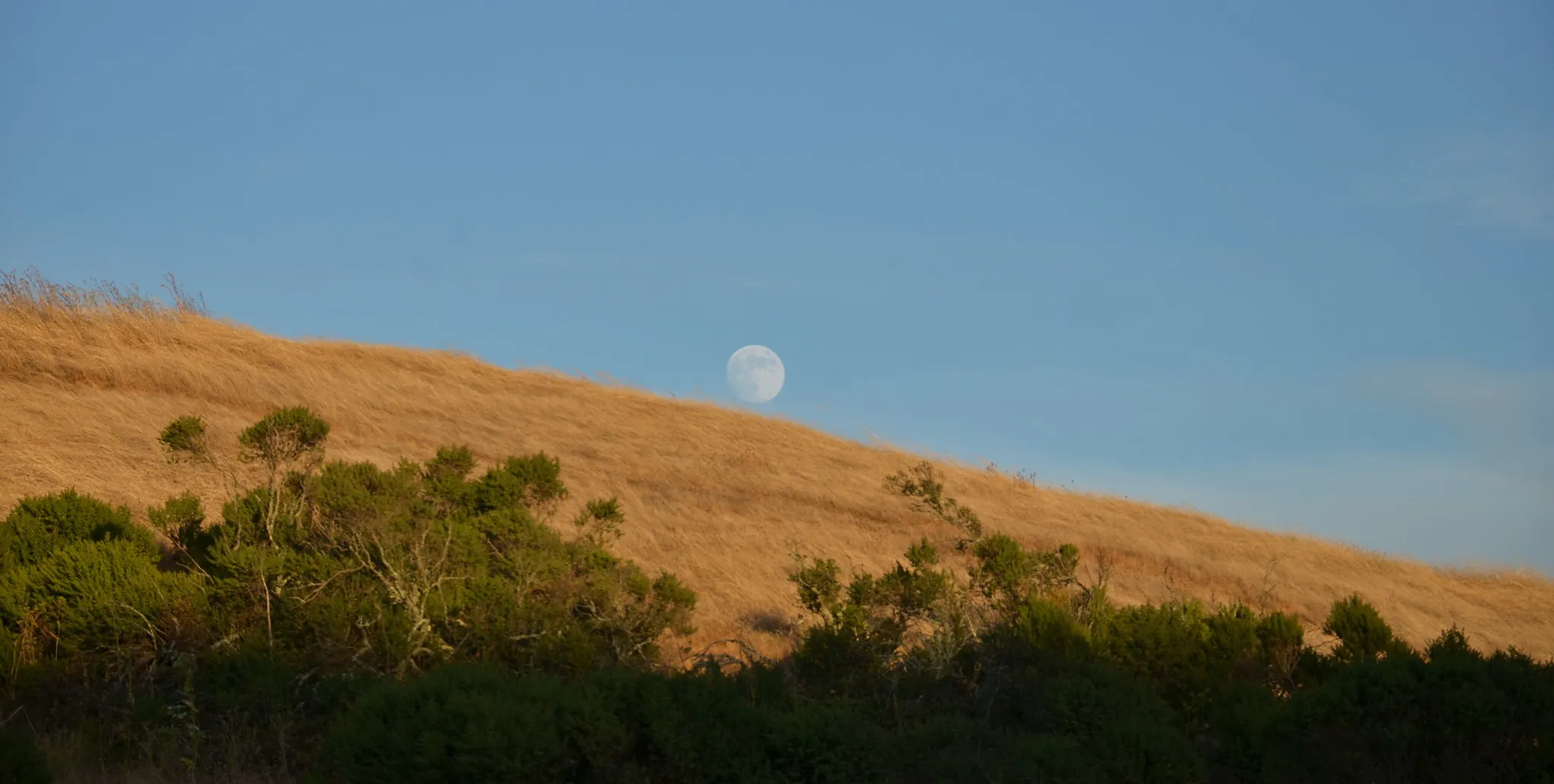 Moonrise in Sibley Volcanic Park. The sun casts a shadow over everything but the tops of the trees and a brown, grassy hill. The moon has risen just above the hill, against the backdrop of a light blue cloudless evening sky.