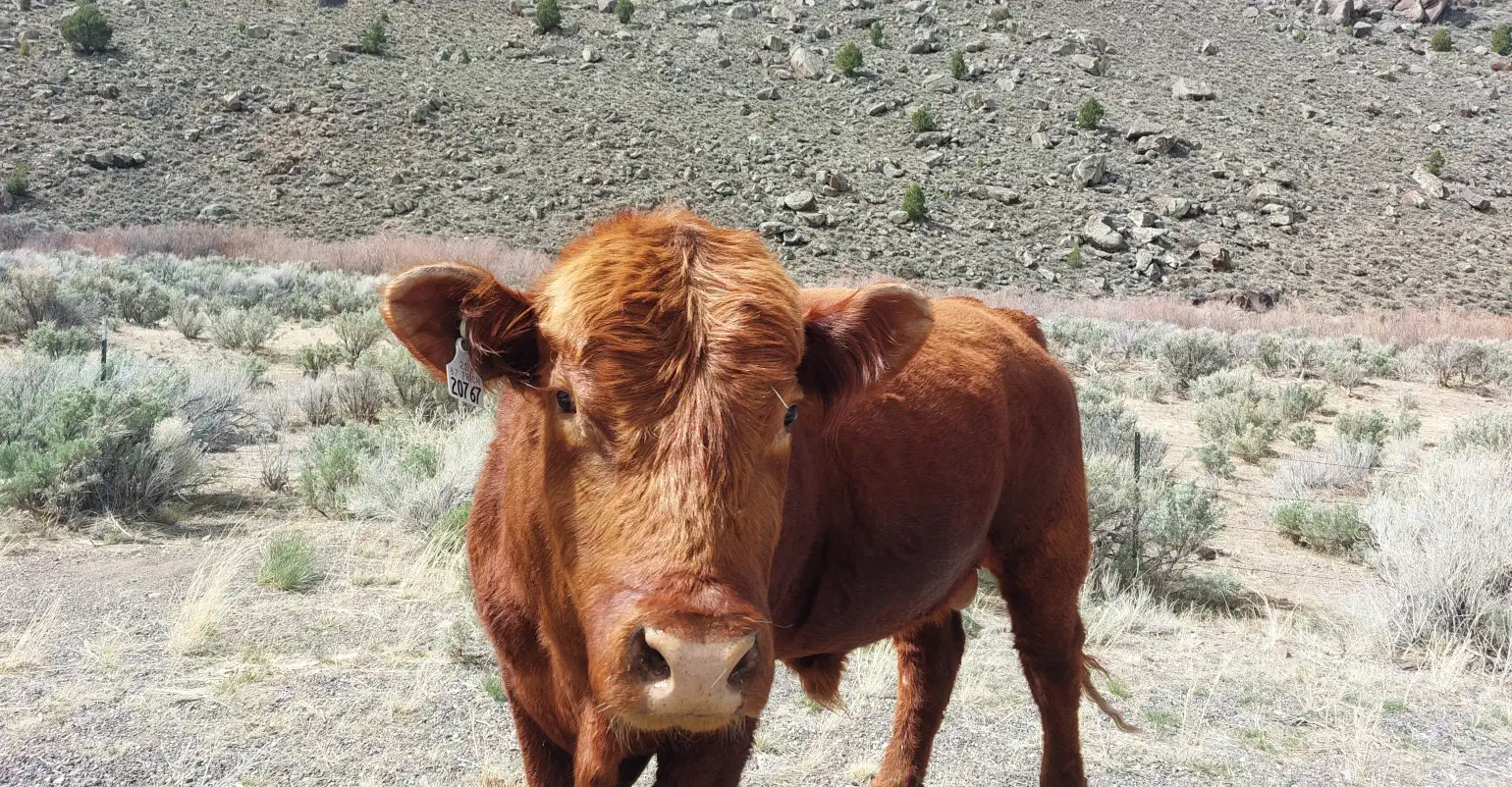 Cow with light red-brown fur and an inventory ear tag standing in a dry field with scattered desert grass and brush, in front of a fench