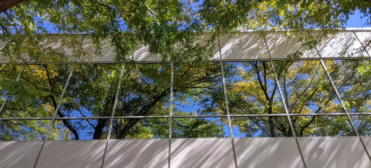 Looking up at trees and a building. The leaves are starting to turn yellow. The building’s glass windows reflect the trees and the clear blue sky.