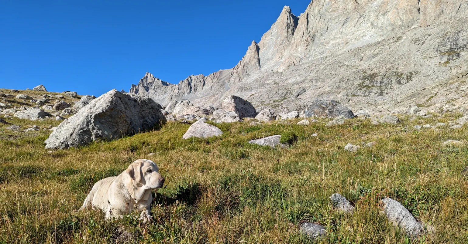 White-haired Labrador dog sitting in mountain field with boulders, and mountain rock wall behind