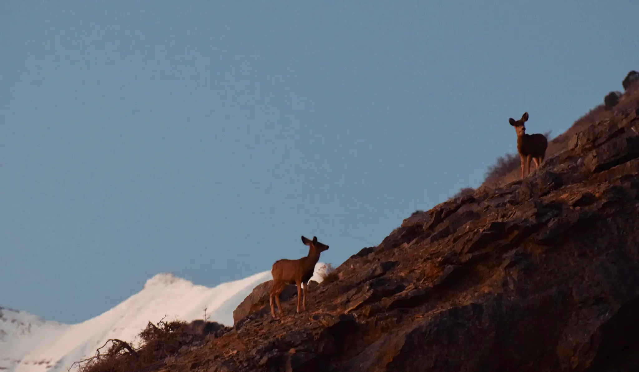 Two deer stand on a steep mountain slope. The mountain is reddened by the sunset, and cuts the image in half diagonally, with the other half being dominated by a pale blue sky. In the bottom, behind the front slope, lies a tall, snow-covered peak.