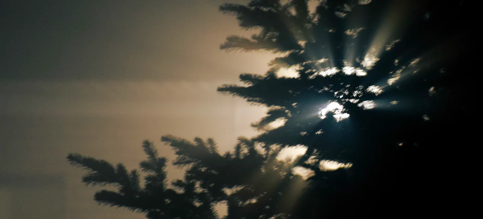 A light shines through the branches of a tree, creating rays through the thick fog, and softly illuminating the building behind the tree. The smallest holes in the branches create lines of light showing the movement of the camera.