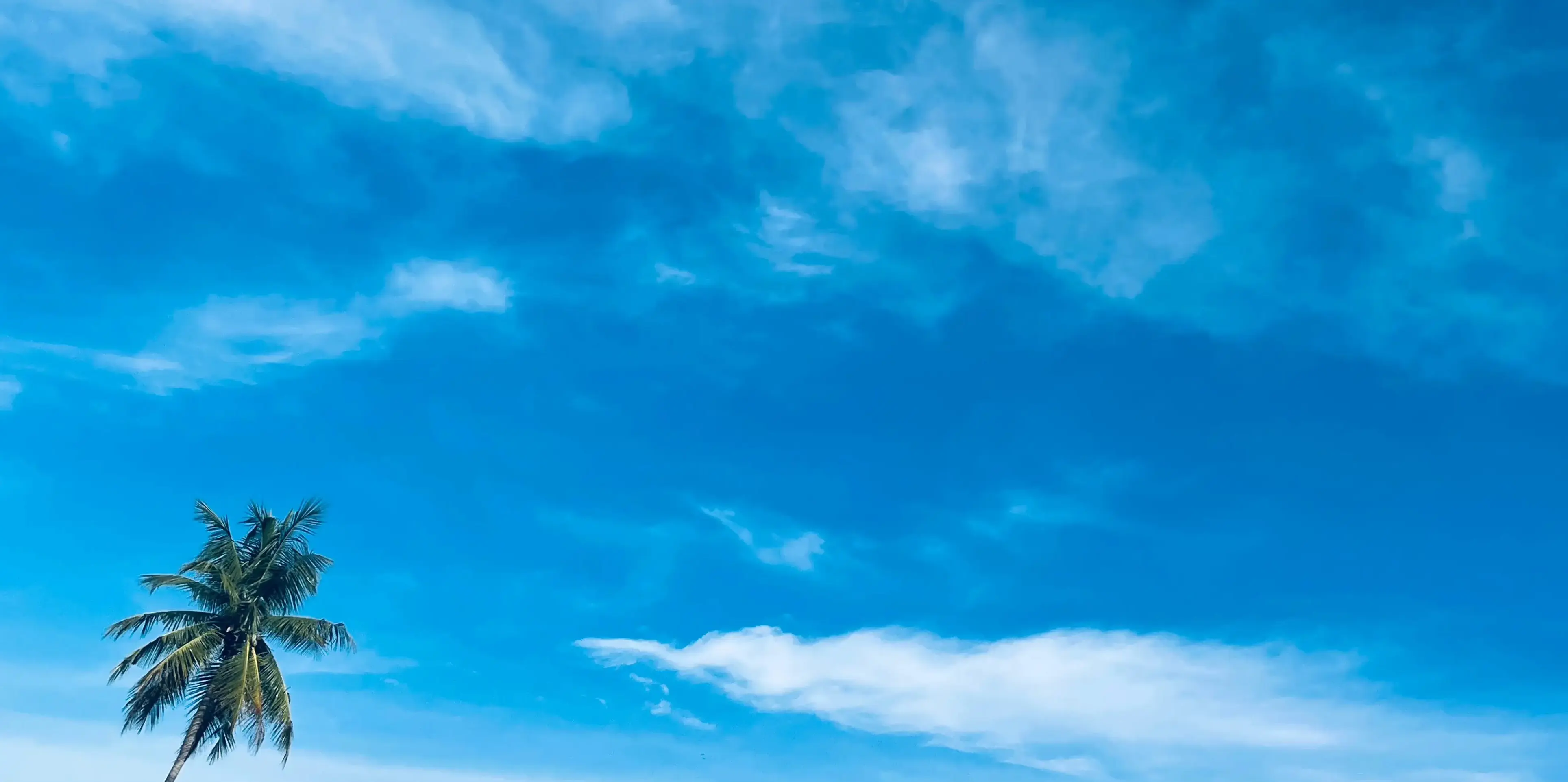 A coconut tree stands in the corner of a serene blue sky