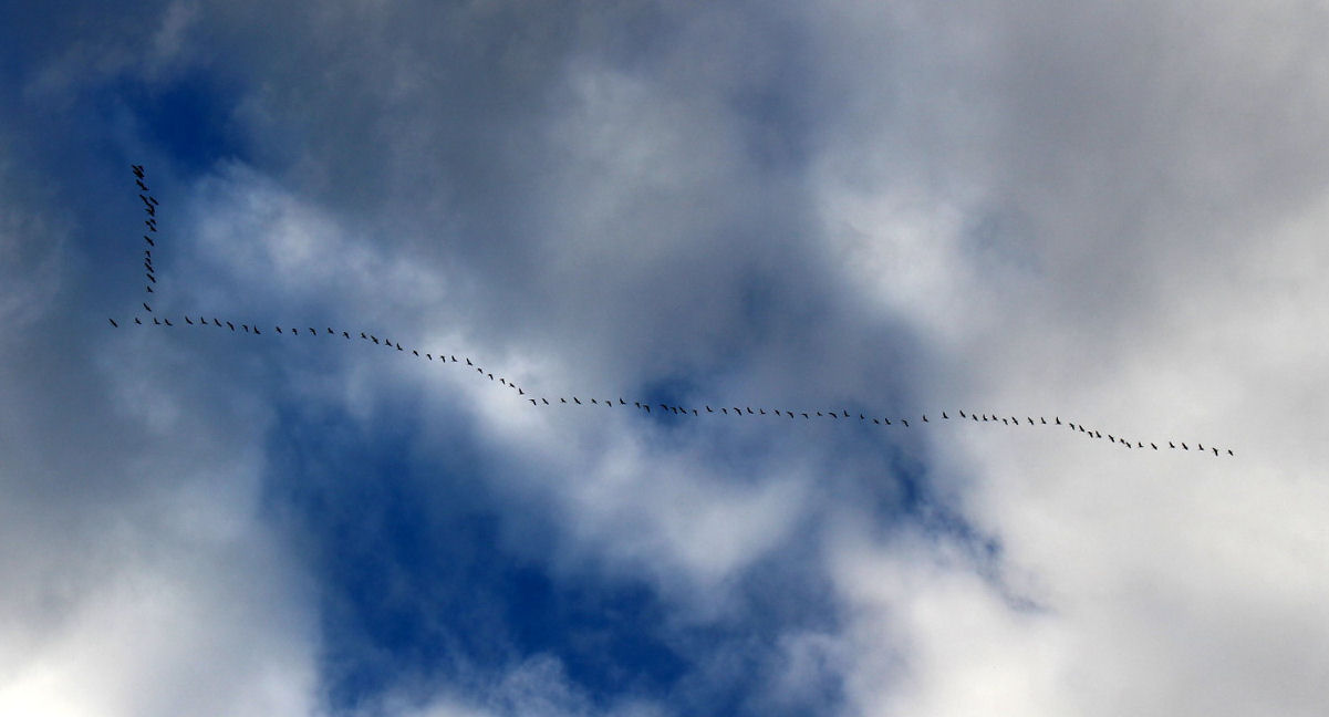 Birds migration