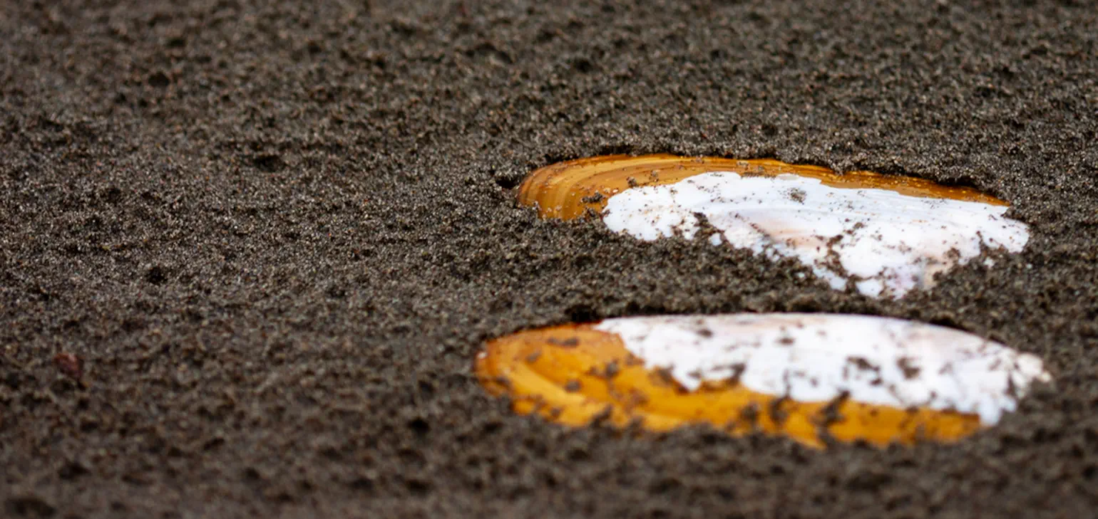 A photo of a whole bivalve seashell lying open and flat on the sandy ground.