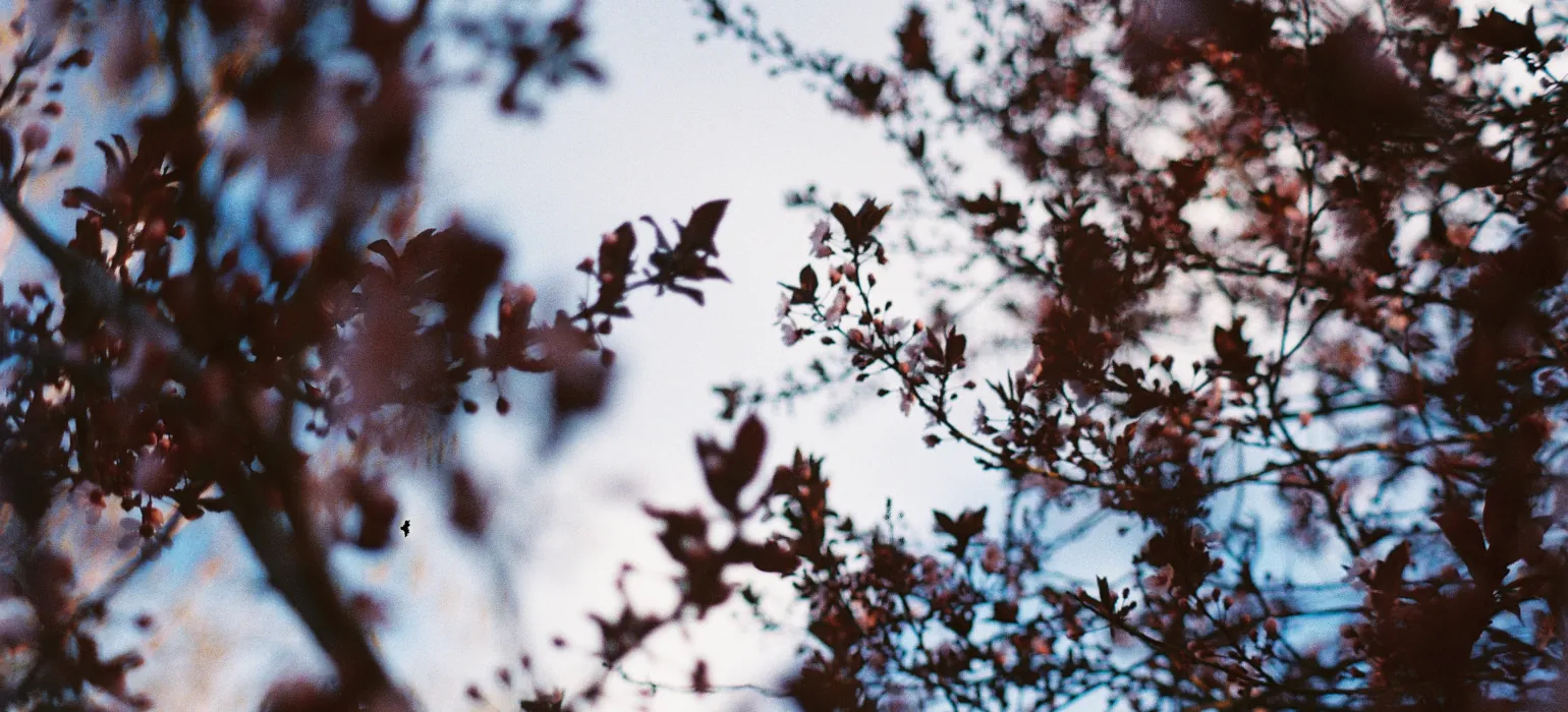 Red leaves extend on thin branches towards the center of the image. Each is a different distance from the camera, so one, with white blossoms, is in focus, while some are blurred a little, and others so much that they are almost unrecognizable red splotches. There is a vaguely spherical distortion from the lens which gives a convex look to the image.