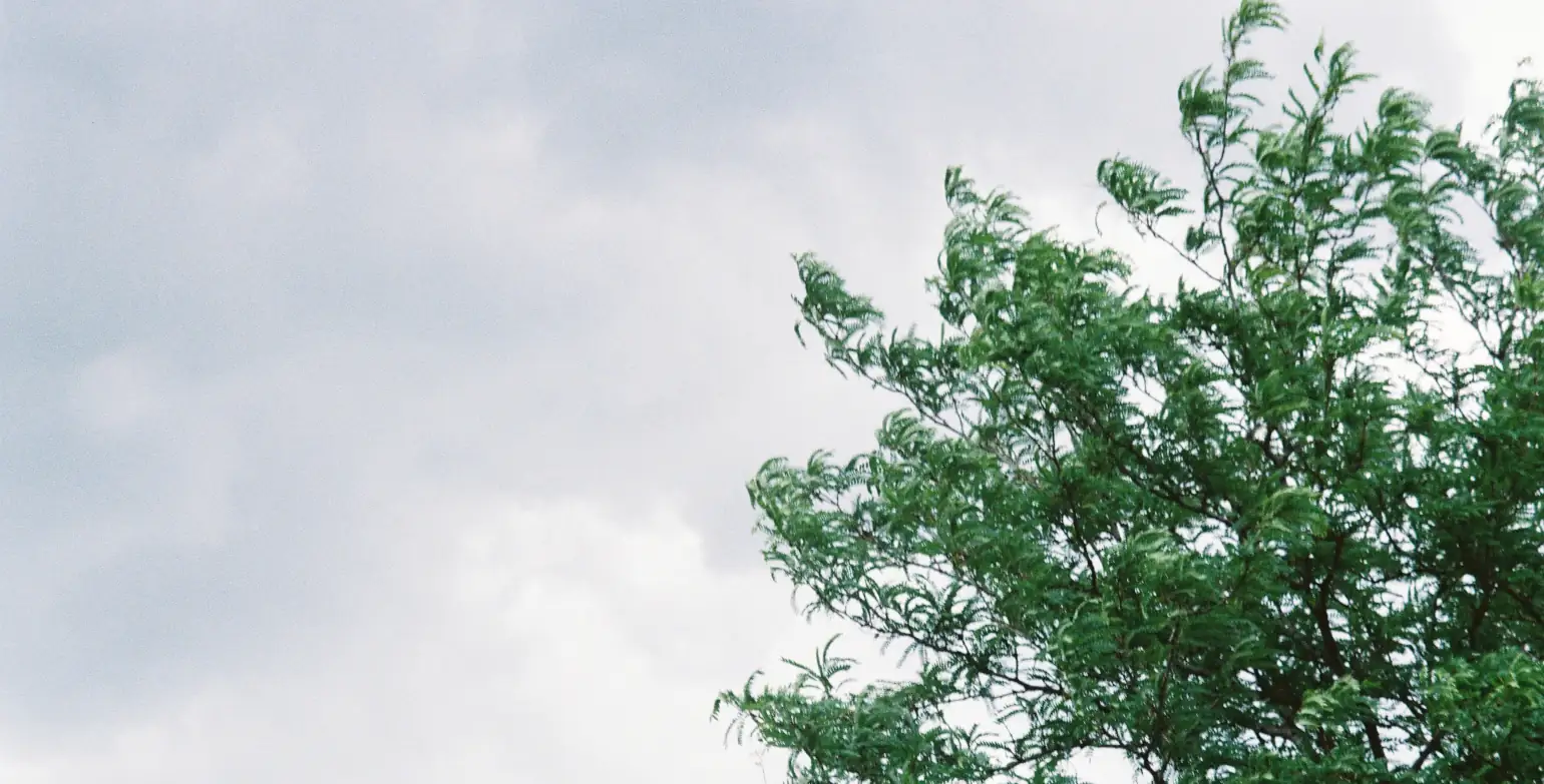 A light green tree blows in strong winds, against a grey stormy sky.