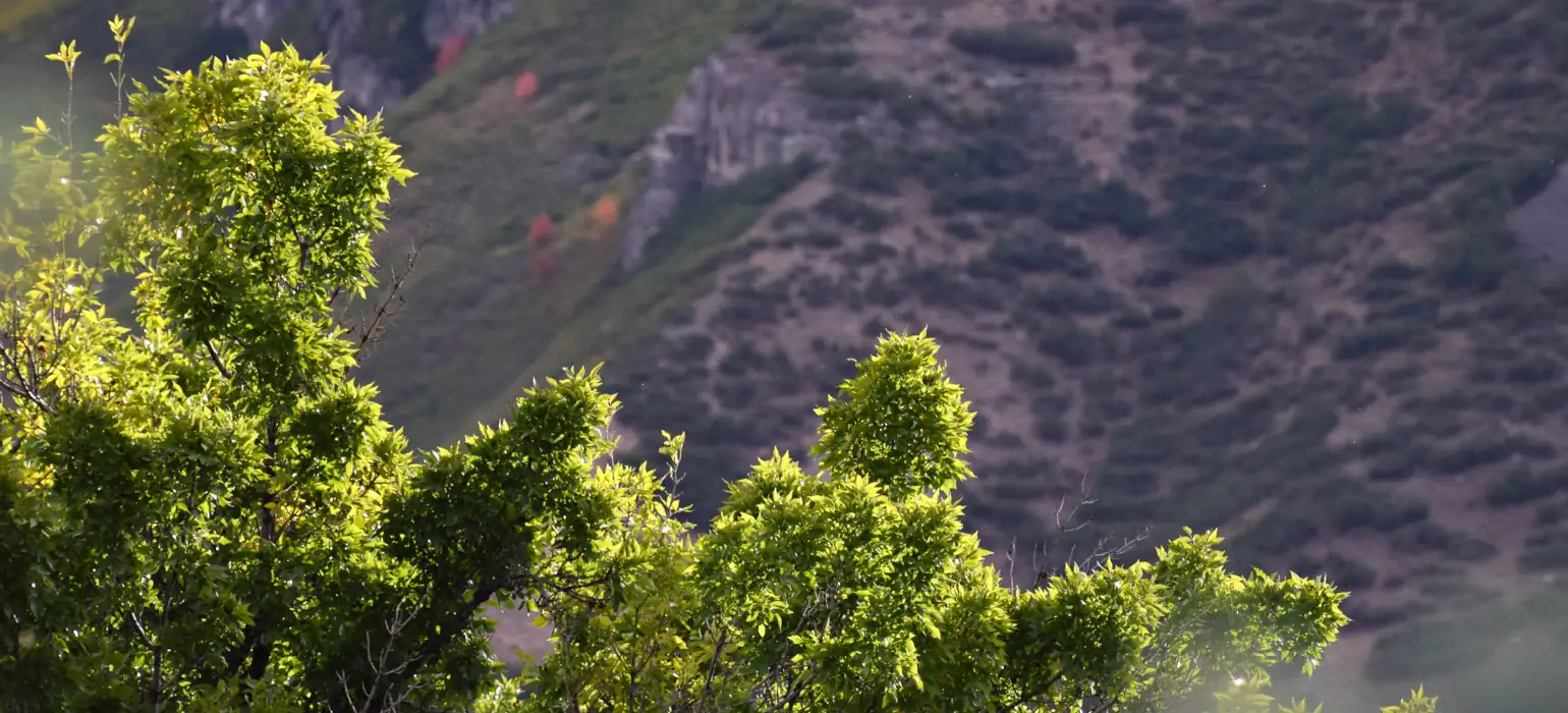 In the foreground, the foliage of a light green tree edged with sunlight creates a line across the image. In the background, a mountain hillside with light dirt, intermittent exposed rock, and foliage just starting to turn the yellow, orange, and red colors of fall