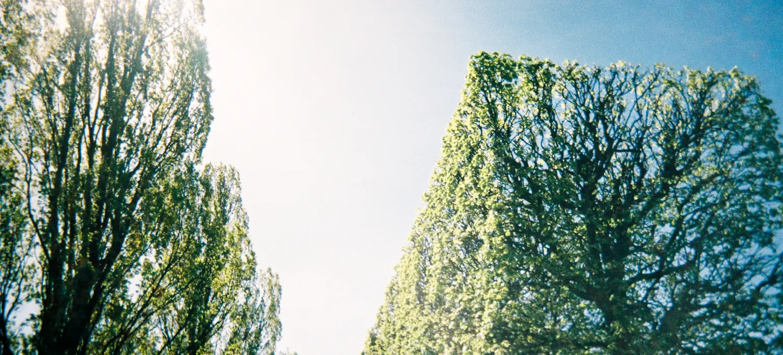 View upward at a bright sky, with lines drawn down at an angle toward the left center by a tree trimmed into a rectangular prism and one trimmed into a vague cone. The lens is imperfect, leaving the corner of the square tree in focus while the rest of the green foliage and blue and bright white sky is somewhat distorted by the lens.