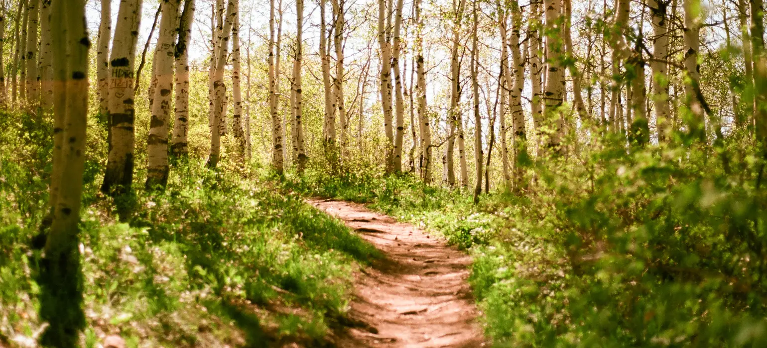 A mountain path leading into an aspen forest, with light shining from behind the trees. The image has a red cast, especially on the haze glowing around the leaves from the afternoon sun.