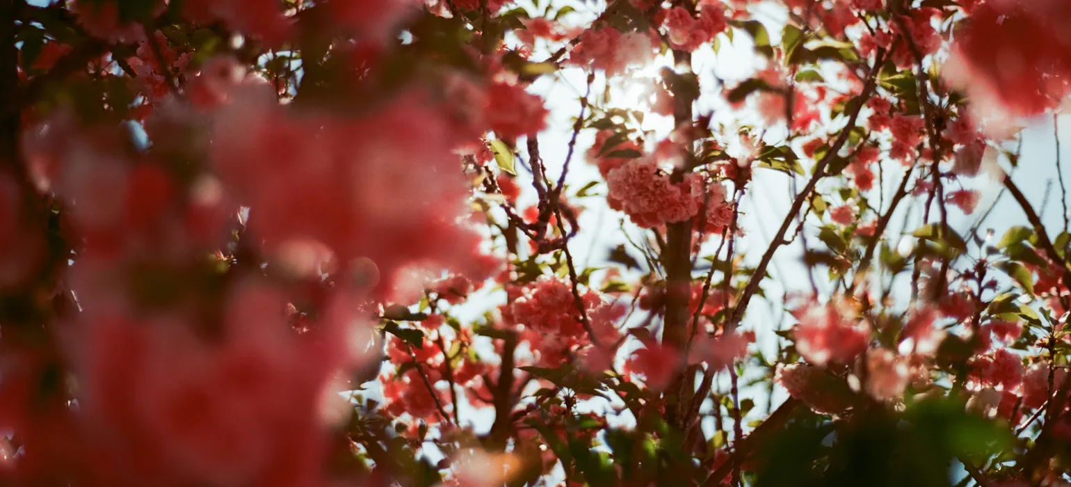 The left half of the image is dominated by out-of-focus pink-red flower petals close to the camera, which give way to petals on branches which are in focus, with sunlight shining through the back.