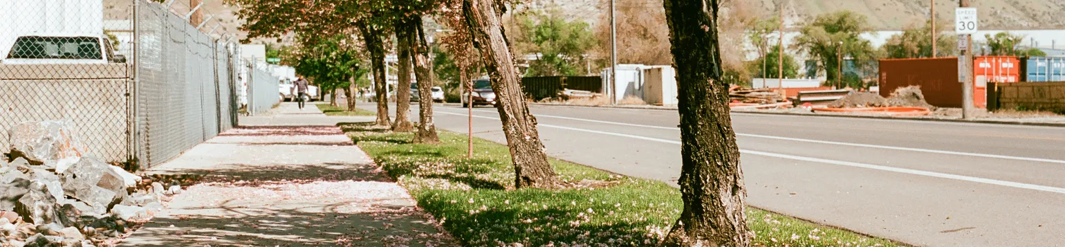 A sidewalk and road lead to the left of the image, across from an industrial area with train tracks. Along the sidewalk are trees with white petals, many of which have fallen to the sidewalk.
