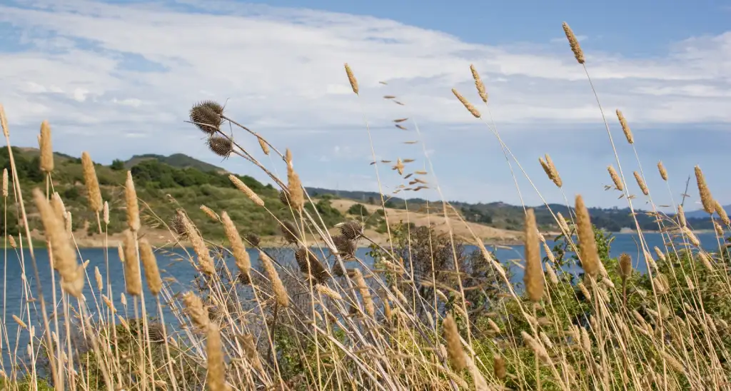 Tall dry grasses and thistles sway in the foreground, with a calm blue river inlet and green hills stretching out under a partly cloudy sky.