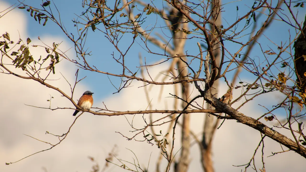 An eastern bluebird with a rust-orange breast and blue-gray head perched on a bare branch, set against a soft blue sky with white clouds.