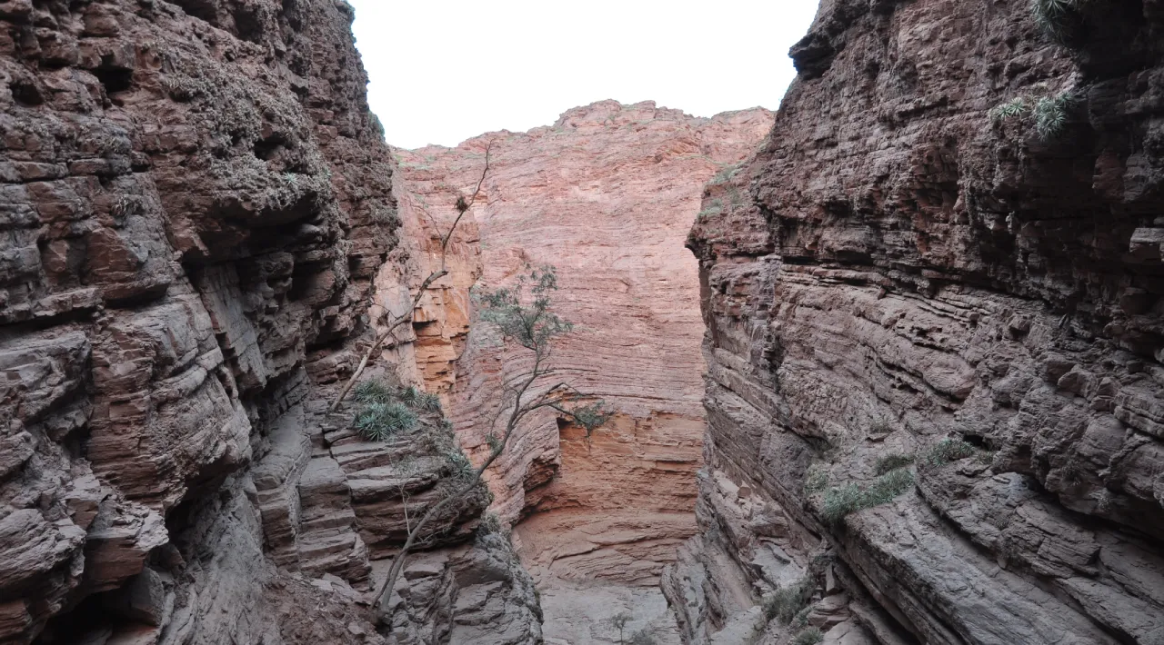 A narrow canyon of layered red sandstone walls, with a few small trees growing out of the rock
