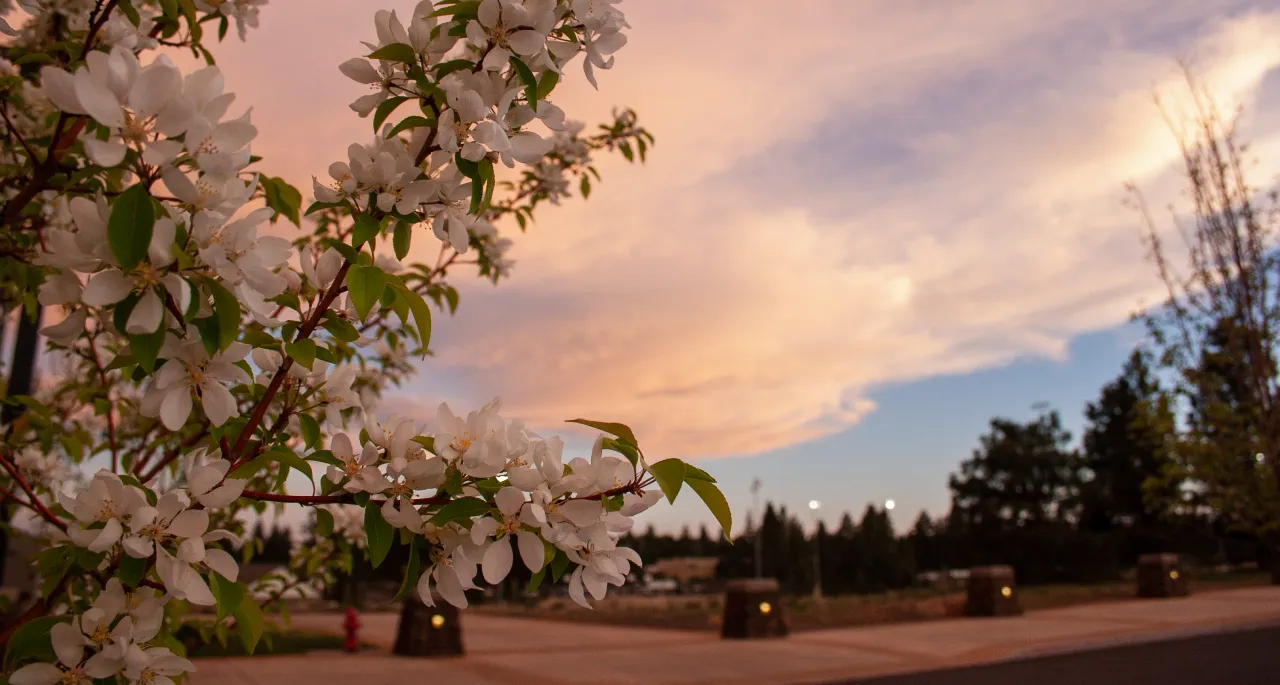 A branch of white blossoms in the foreground, with a softly lit path, dark evergreen trees, and a pink and blue sunset sky in the background.